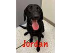 Jordan, Labrador Retriever For Adoption In Marne, Michigan