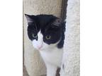 Zeke, Domestic Shorthair For Adoption In Little Rock, Arkansas