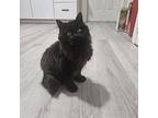Wobbles, Domestic Longhair For Adoption In Painted Post, New York