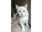 Timon, Siamese For Adoption In Manchester, New Hampshire