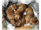 Irish Setter PUPPY FOR SALE ADN-843564 - Irish setter puppies