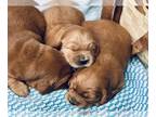 Golden Irish PUPPY FOR SALE ADN-843563 - Golden Irish puppies