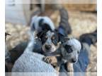 Australian Cattle Dog PUPPY FOR SALE ADN-843561 - ACD Puppies