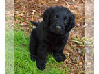 Labradoodle PUPPY FOR SALE ADN-843558 - Sam