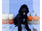 Goldendoodle PUPPY FOR SALE ADN-843553 - GOLDENDOODLE