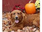 Golden Retriever PUPPY FOR SALE ADN-843291 - Leo