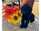 Cockapoo-Poodle (Miniature) Mix PUPPY FOR SALE ADN-843498 - Mini Cockapoo
