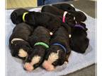 Bernese Mountain Dog PUPPY FOR SALE ADN-843497 - Bernese mountain litter