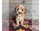 Cockapoo PUPPY FOR SALE ADN-843471 - Mini Cockapoo