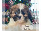 Shih Tzu PUPPY FOR SALE ADN-843470 - Shih tzu puppies
