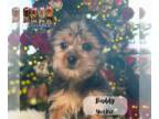 Yorkshire Terrier PUPPY FOR SALE ADN-843469 - Yorkie puppies