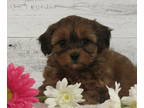 Poodle (Toy)-Zuchon Mix PUPPY FOR SALE ADN-843462 - Teddybearpoo