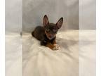 Australian Shepherd-Miniature Pinscher Mix PUPPY FOR SALE ADN-843445 - Adorable