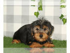 Yorkshire Terrier PUPPY FOR SALE ADN-843427 - Ace