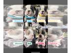 Boston Terrier PUPPY FOR SALE ADN-843421 - Blue Boston Terriers for Sale