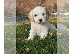 Miniature Bernedoodle PUPPY FOR SALE ADN-843414 - Mini bernedoodle male