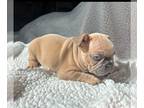 French Bulldog PUPPY FOR SALE ADN-843412 - French Bulldog AKC registered puppies