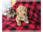 Miniature Labradoodle PUPPY FOR SALE ADN-843411 - Adorable Little Teddybears