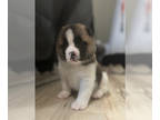 Akita PUPPY FOR SALE ADN-843374 - AKC American Akita