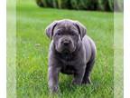 Cane Corso PUPPY FOR SALE ADN-843327 - ICCF Cane Corso