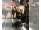 Frenchie Pug PUPPY FOR SALE ADN-843565 - Pug Pups