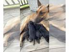 Belgian Malinois-Dutch Shepherd Dog Mix PUPPY FOR SALE ADN-843530 - Dutch