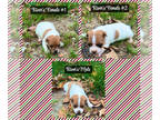 Jack Russell Terrier PUPPY FOR SALE ADN-843468 - Registered Jack Russell Terrier