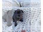 French Bulldog PUPPY FOR SALE ADN-843465 - AKC French Bulldog puppies