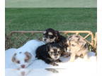Morkie PUPPY FOR SALE ADN-843461 - Morkies