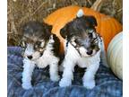 Wire Fox Terrier PUPPY FOR SALE ADN-843452 - Wire Fox Terriers