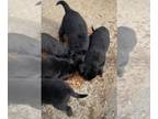 Australian Cattle Dog-Golden Labrador Mix PUPPY FOR SALE ADN-843446 - Lab and