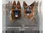 German Shepherd Dog PUPPY FOR SALE ADN-843321 - German Shepherd Puppies