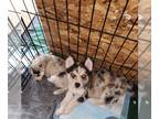 Pomsky PUPPY FOR SALE ADN-843320 - Pomsky Pups