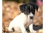 Jack Russell Terrier PUPPY FOR SALE ADN-843316 - Gorgeous Jack Russel