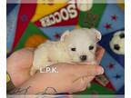 Maltipoo PUPPY FOR SALE ADN-843567 - tiny maltipoo
