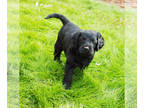 Labradoodle PUPPY FOR SALE ADN-843560 - Winnie