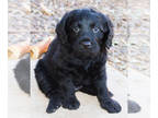 Labradoodle PUPPY FOR SALE ADN-843559 - Charlie