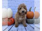 Poodle (Miniature) PUPPY FOR SALE ADN-843554 - Mini Poodle