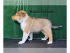 Collie PUPPY FOR SALE ADN-843542 - Rough Collie UKC