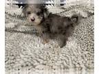 Sheepadoodle PUPPY FOR SALE ADN-843539 - Mini Sheepadoodle Puppies
