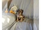 Cock-A-Poo PUPPY FOR SALE ADN-843535 - Cockapoo Puppy
