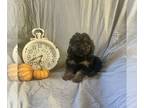 Cock-A-Poo PUPPY FOR SALE ADN-843534 - Cockapoo Puppy