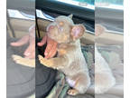 French Bulldog PUPPY FOR SALE ADN-843529 - Isabella Tan Fluffy males