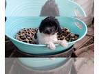 Maltipoo PUPPY FOR SALE ADN-843522 - Maltipoo