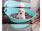 Maltipoo PUPPY FOR SALE ADN-843519 - Maltipoo