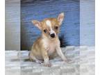 Chihuahua PUPPY FOR SALE ADN-843512 - Chihuahuas