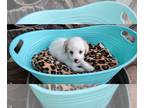 Maltipoo PUPPY FOR SALE ADN-843502 - Maltipoo