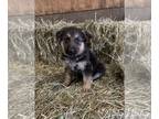 German Shepherd Dog PUPPY FOR SALE ADN-843501 - German Shepherd Male Puppy