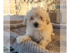 Maltipoo PUPPY FOR SALE ADN-843500 - Maltipoo