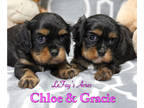 Cavalier King Charles Spaniel PUPPY FOR SALE ADN-843499 - Cavalier Girls